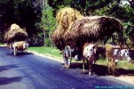 Two Bullock Carts, the traditonal method of transport